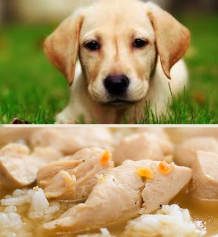 Zuppa di riso con pollo e carote - Ricetta per Cani