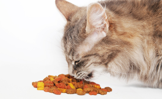I 20 alimenti da non dare mai ai gatti
