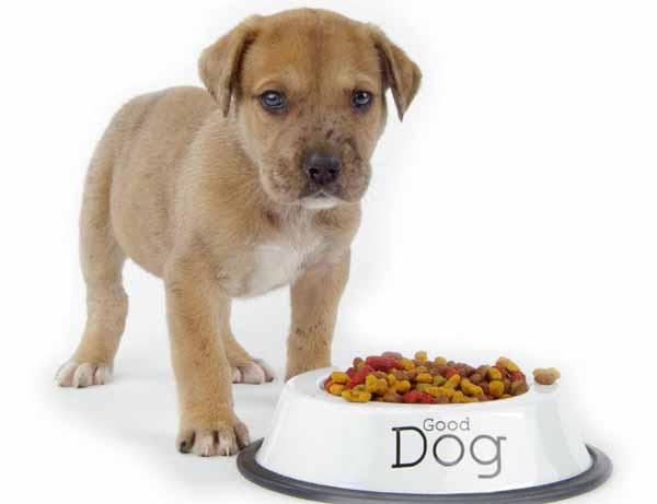 I 13 alimenti da non dare ai cani