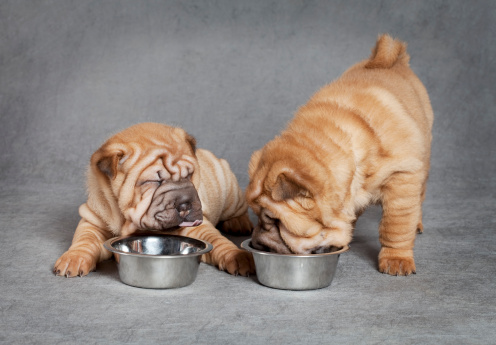 Cibo per cani: cosa mangiano i cuccioli?