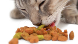 Crocchette per gatti: cibo secco fatto in casa
