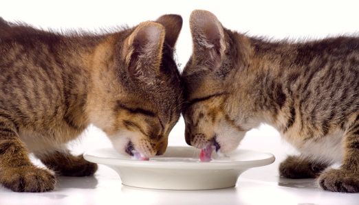 Cibo per gatti: cosa mangiano i cuccioli?