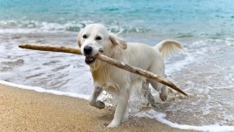 Spiagge per Cani in Italia: dove andare al mare in vacanza