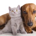 Antipulci per cani e gatti fatto in casa in 1 minuto