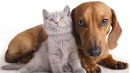 Antipulci per cani e gatti fatto in casa in 1 minuto