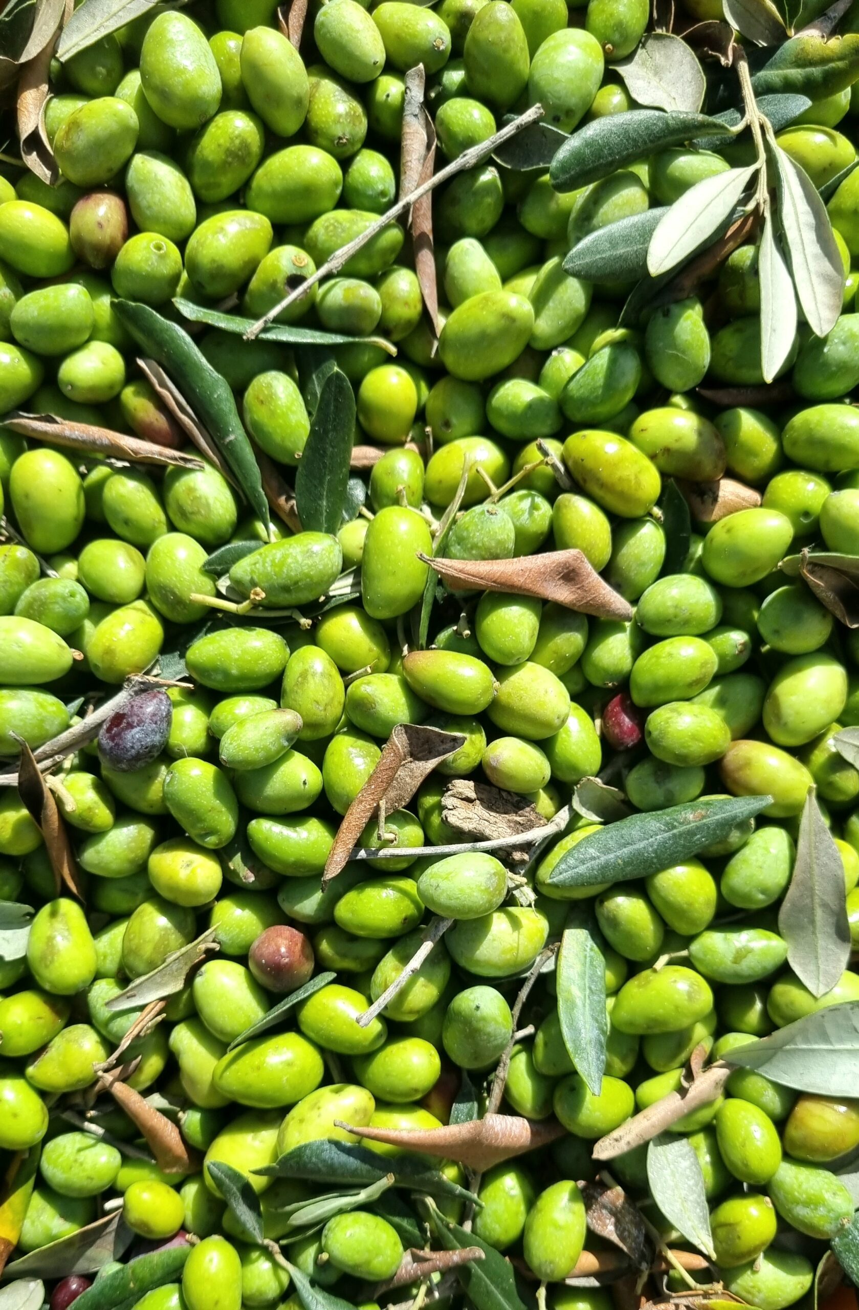 OLIè: ad aprile in Salento la manifestazione che profuma di olive